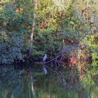 Лучше снять цаплю смартфоном не получилось :: Андрей Лукьянов