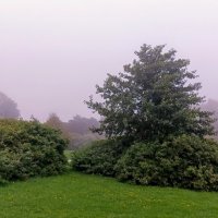 Туманный день :: Veera V