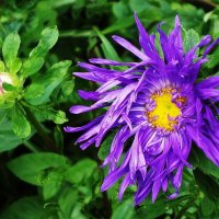 Астра :: Рита Симонова