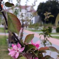 Вопреки календарю зацвела яблонька! :: Ольга 