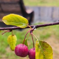 Райские яблочки. :: Ольга 