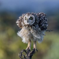 сова болотная :: юрий макаров