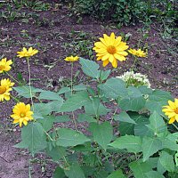 Цветы. :: Владимир Драгунский Цветы. :: Владимир Драгунский