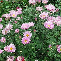 Цветы. :: Владимир Драгунский Цветы. :: Владимир Драгунский