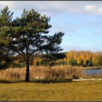 *** :: Aleksandr Gal