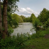 На зелёном пруду... :: Николай Гирш На зелёном пруду... :: Николай Гирш