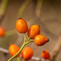 шиповник :: Игорь Сикорский