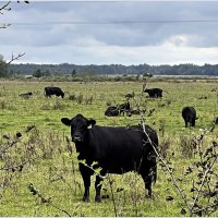 Бычок. :: Валерия Комова