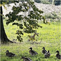 Утки. :: Валерия Комова