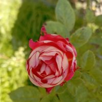 Роза в сентябре :: Елена Семигина