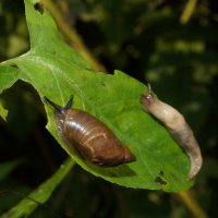 соседки..., ..или подруги... :: Андрей Катков