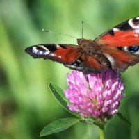 *** :: Владимир Безбородов *** :: Владимир Безбородов