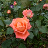 РОЗЫ :: СЕРГЕЙ ФИЛОЧКИН