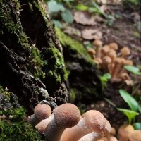 Осенние радости :: veilins veilins