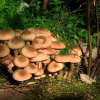 Дружная семейка опят :: veilins veilins Дружная семейка опят :: veilins veilins