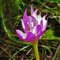 Осенний крокус безвременник :: Светлана Осенний крокус безвременник :: Светлана