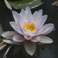 Нимфея :: Светлана Тихонина