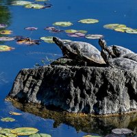 Мы на Солнышке лежим... :: Николай Саржанов