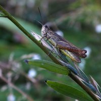 ** :: Зоя Мишина ** :: Зоя Мишина