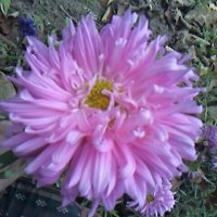 Астра махровая :: Дмитрий Никитин