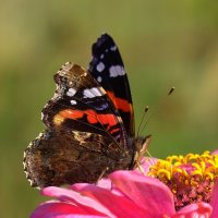 ... :: Вячеслав Минаев ... :: Вячеслав Минаев