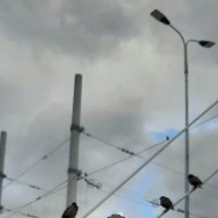 портрет молодого скворца :: sv.kaschuk портрет молодого скворца :: sv.kaschuk