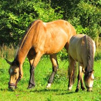 Лошадки :: Андрей Снегерёв