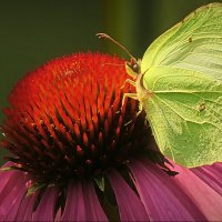 Наслаждение... :: Владимир Шошин Наслаждение... :: Владимир Шошин