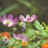 Уличная зарисовка :: Владимир Кроливец