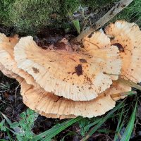 Про грибы :: Наталья Герасимова