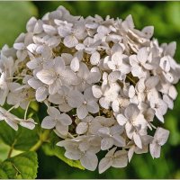 Про цветы :: Aquarius - Сергей