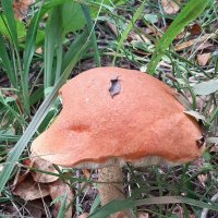 Про грибы :: Наталья Герасимова