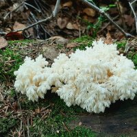 Про грибы :: Наталья Герасимова