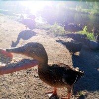 Утка :: Сапсан 