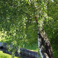 переплелись их судьбы :: Олег Лукьянов