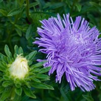 Цветы осени :: Ольга Цветы осени :: Ольга