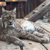 Рысь :: <<< Наташа >>>