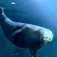 Ластоногие :: <<< Наташа >>>