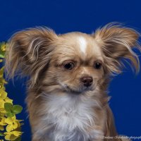 ... :: Светлана Ищенко