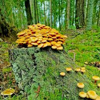 Урожайный пенек! :: Vladimir Semenchukov