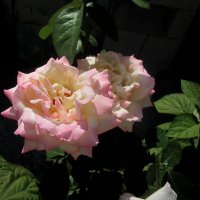 Глория Дей :: Валентин Семчишин Глория Дей :: Валентин Семчишин