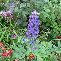 Цветы! :: Владимир Драгунский