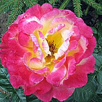 Цветы. :: Владимир Драгунский Цветы. :: Владимир Драгунский