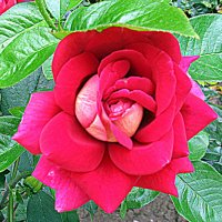 Цветы. :: Владимир Драгунский