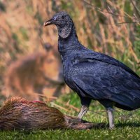 Американская чёрная катарта :: Aleksey Afonin