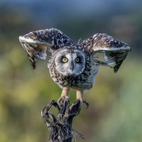 сова болотная. :: юрий макаров