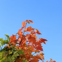 Осенняя перекраска :: Ольга Осенняя перекраска :: Ольга