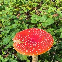 Красавчик в шляпе! :: Ольга Красавчик в шляпе! :: Ольга