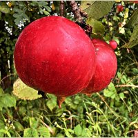 Лесные яблочки. :: Валерия Комова