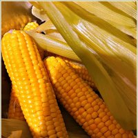 ****** :: Валерия Комова